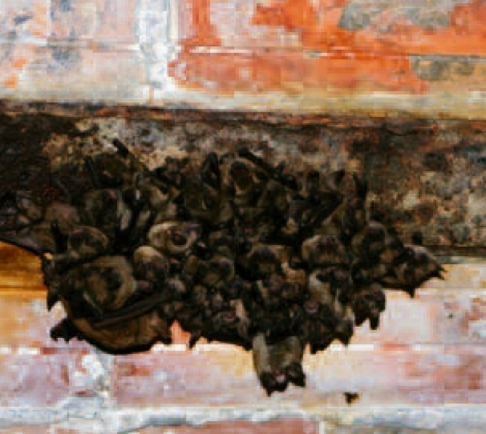 chauve-souris dans un bâtiment communal