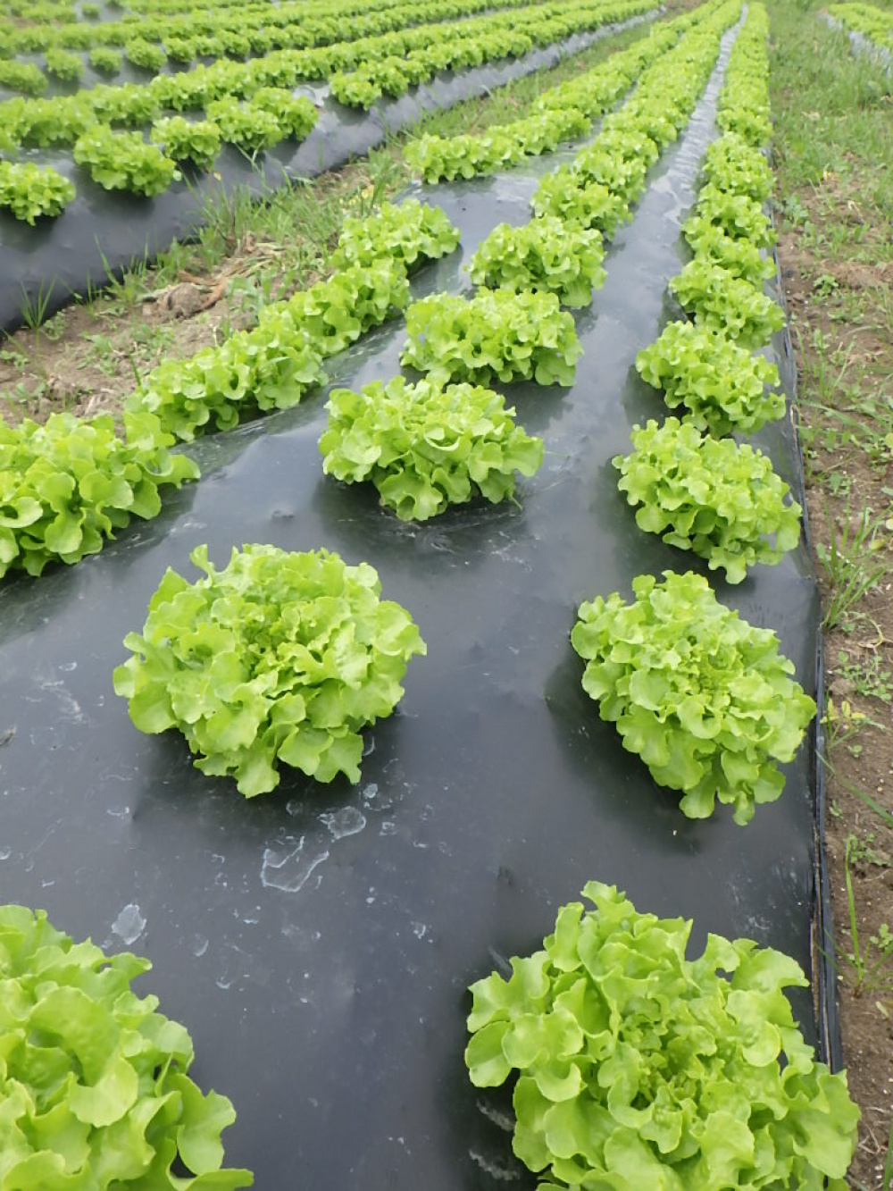 Agriculture salades