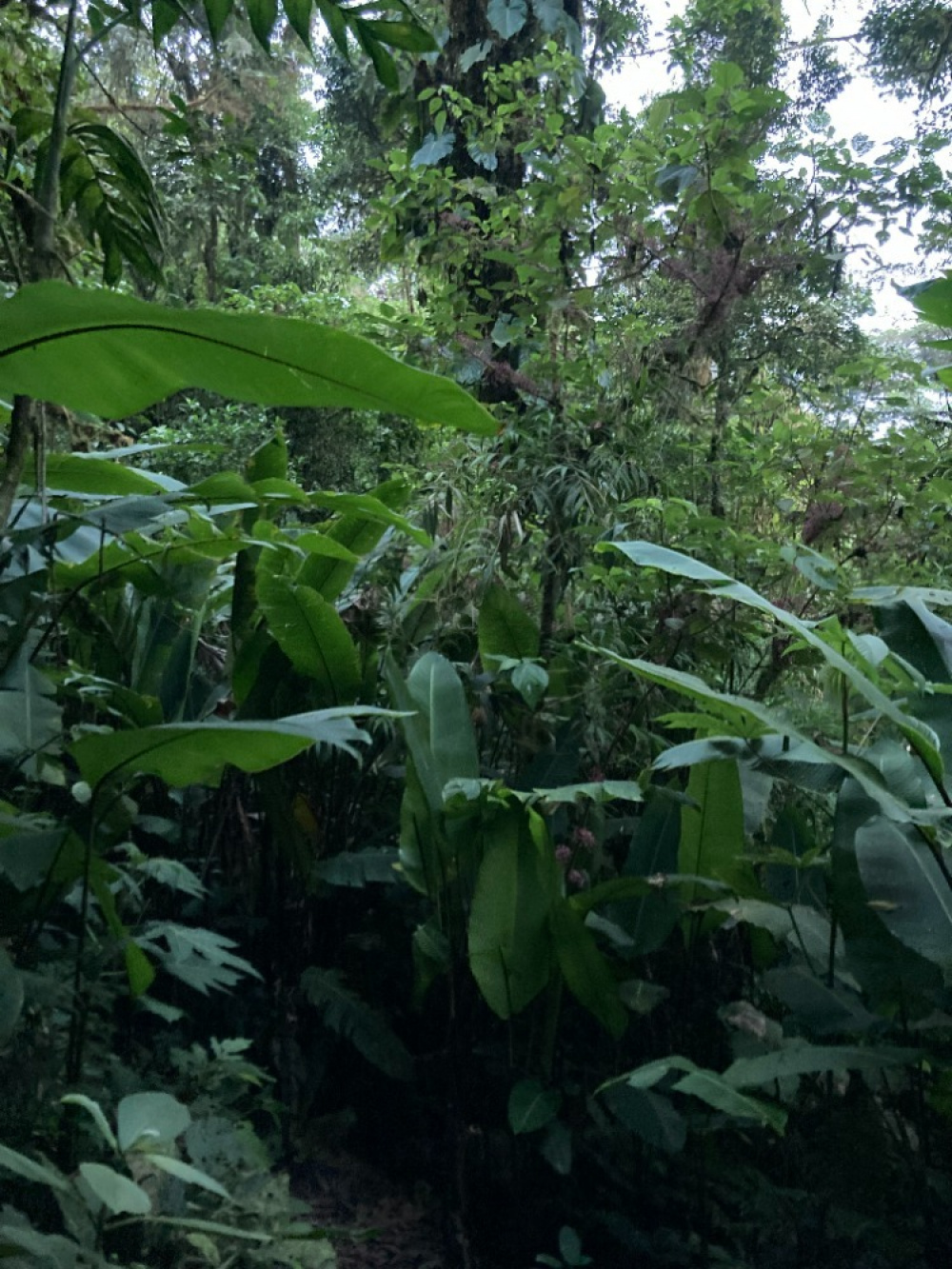 Végétation dans la réserve de biosphère Santa Elena