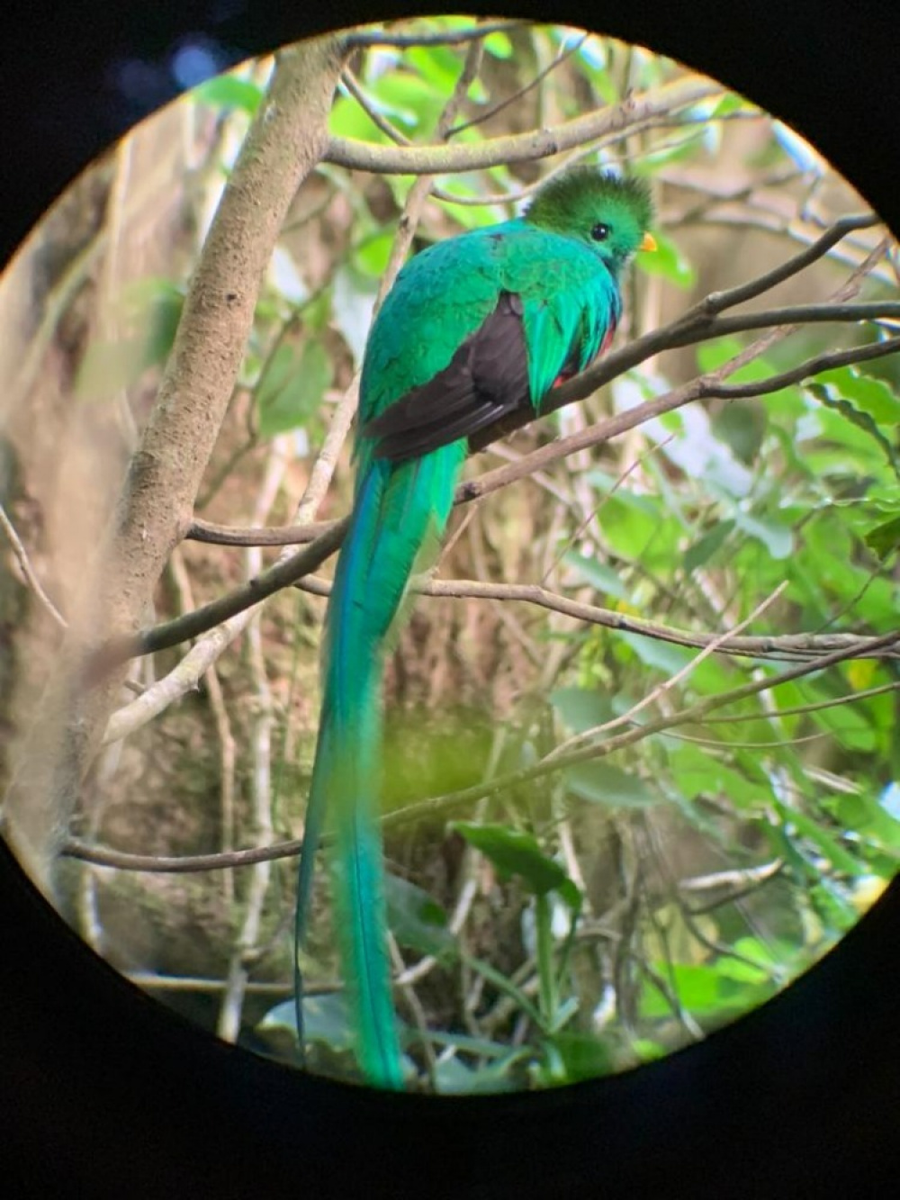 Un quetzal (photo prise par Gunnel Fidenti du RREN)
