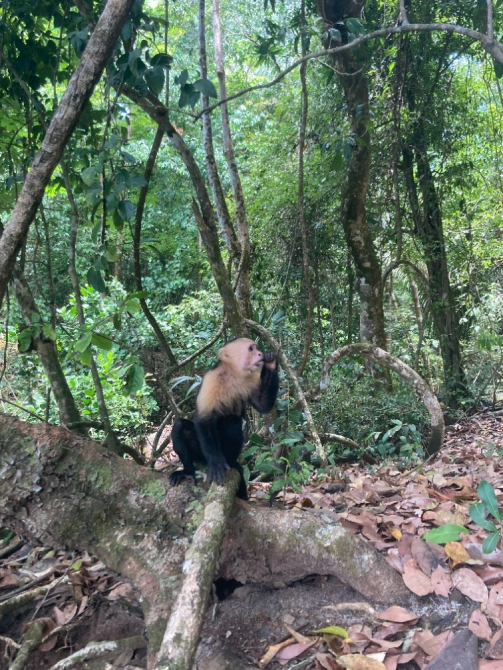 Un singe dans le Parc National Manuel Antonio