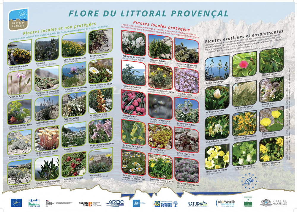 La Flore du littoral provençal